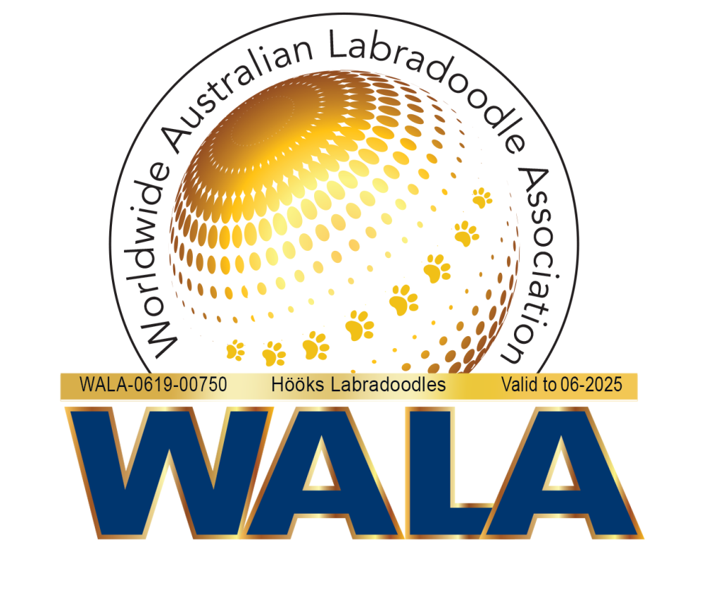 Accredited Labradoodle breeder at WALA