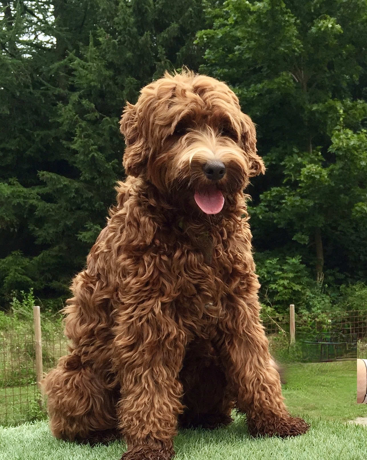 Hööks Labradoodle Mollie